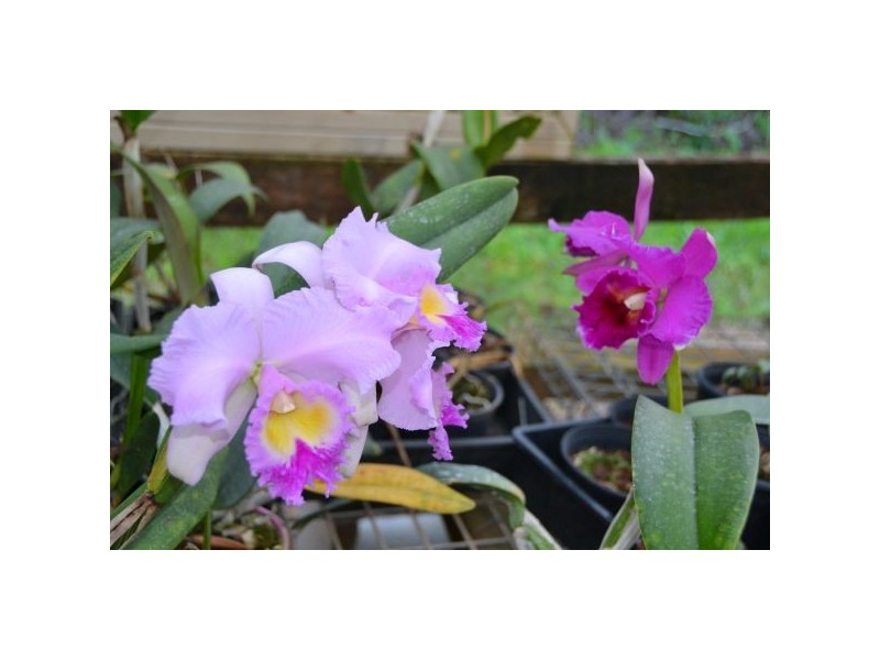 1056 Tamarind Drive, Tintenbar NSW 2478