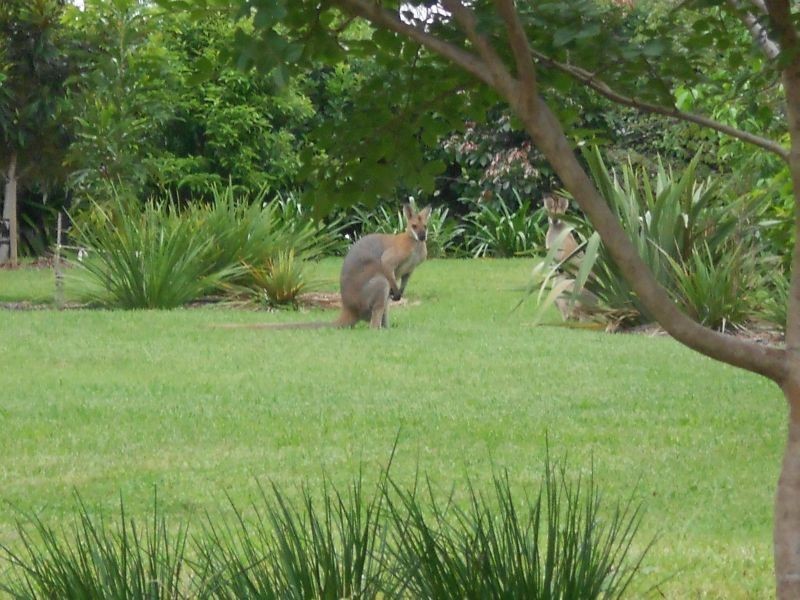 Chilcotts Grass NSW 2480