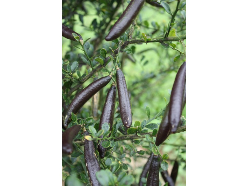 421 Coolgardie Road, Coolgardie NSW 2478