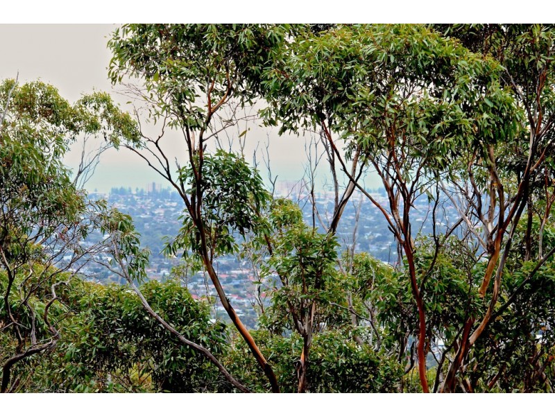 35 Caroline Avenue, Belair SA 5052