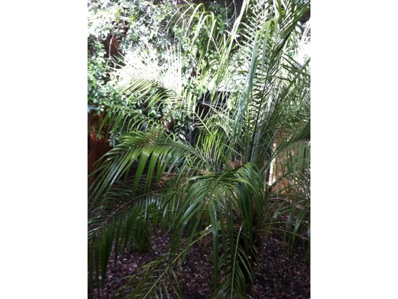 34a  Chief Street, Brompton SA 5007