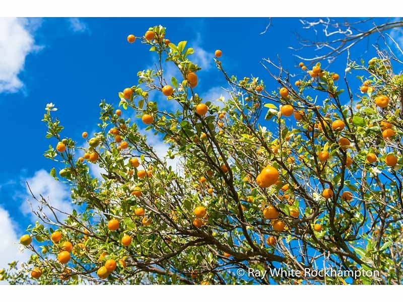 170 Black Creek Road, Nerimbera QLD 4701