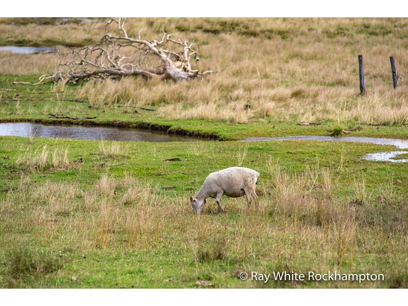 170 Black Creek Road, Nerimbera QLD 4701