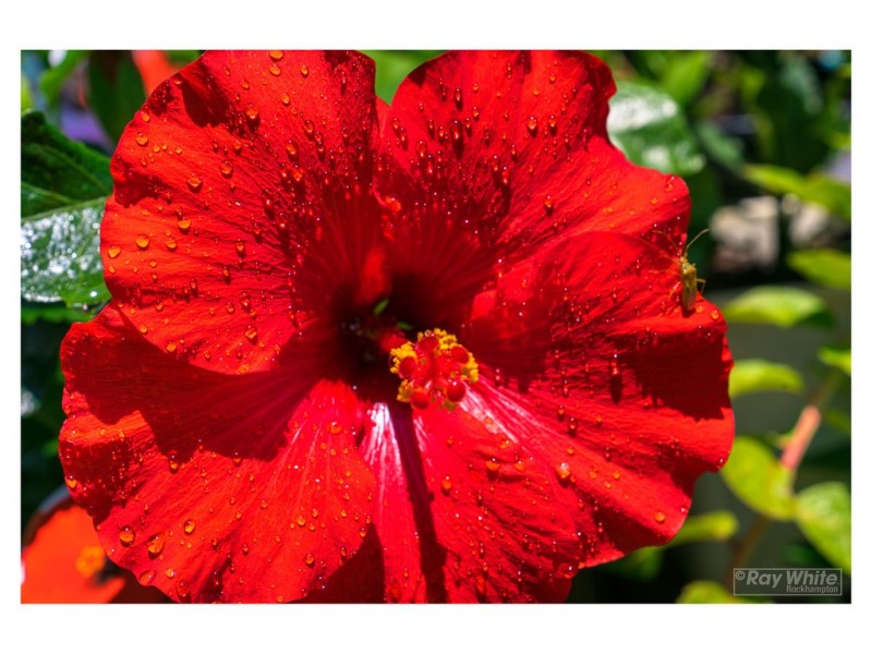 20-22 Mary Street, Yeppoon QLD 4703