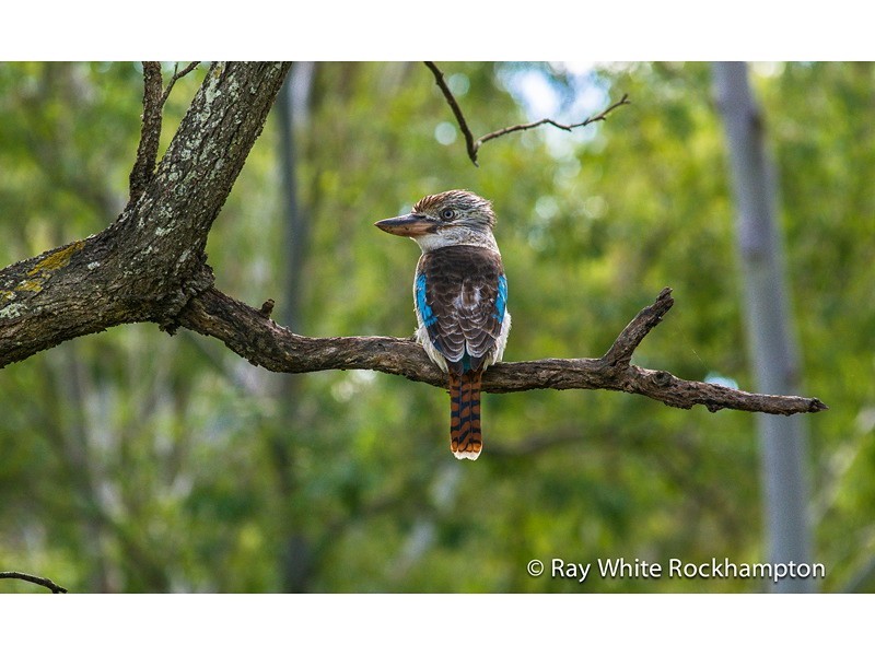 1/191 Rush Street, Koongal QLD 4701