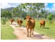 272 Raspberry Creek Road, Kunwarara QLD 4702