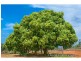 407 Coorooman Creek Road, Cawarral QLD 4702