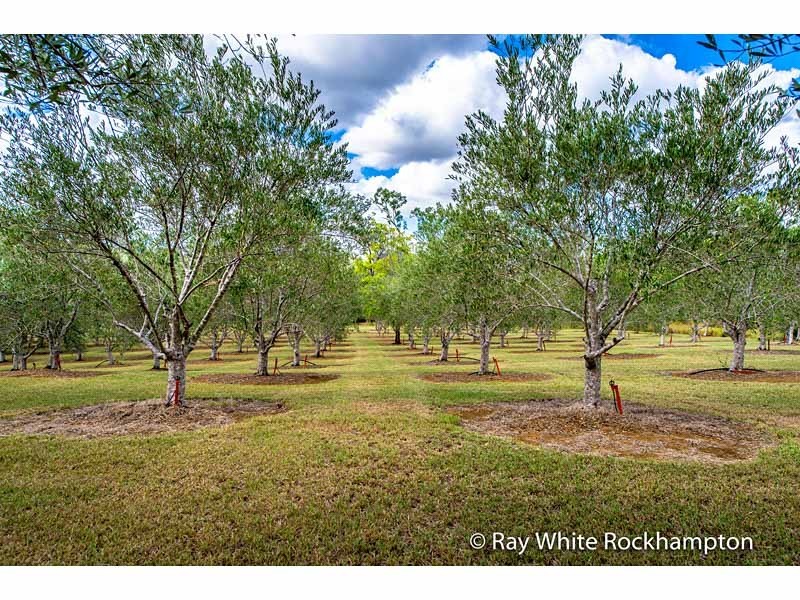 49 Keryn Drive, The Caves QLD 4702