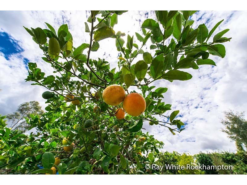 9 Trenwith Terrace, Rockyview QLD 4701