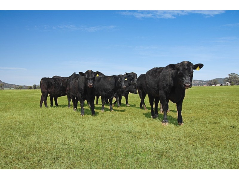 “Jarrah Park” 24 Prairies Road, Gunnedah NSW 2380