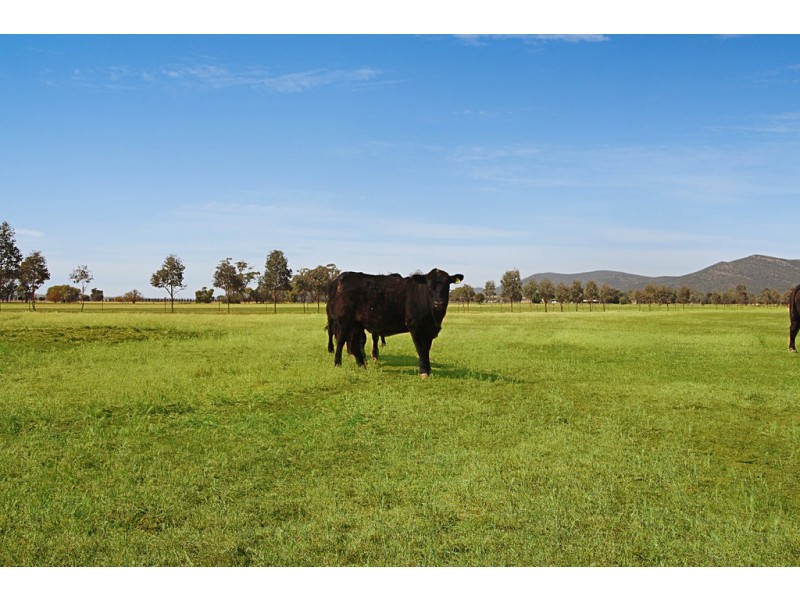 “Jarrah Park” 24 Prairies Road, Gunnedah NSW 2380