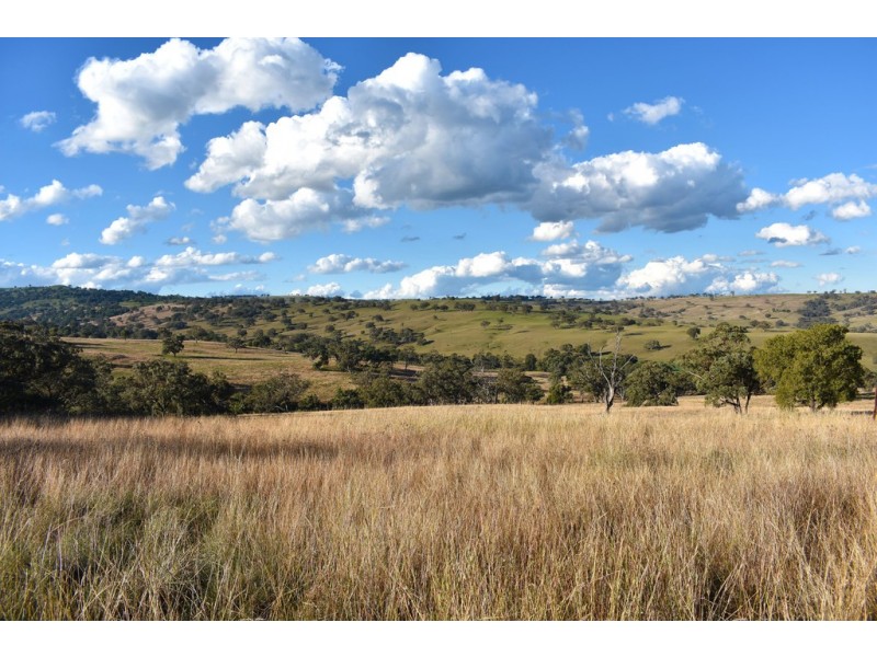 Collie Blue 841 Cassilis Road, Coolah NSW 2843