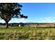 Collie Blue 841 Cassilis Road, Coolah NSW 2843