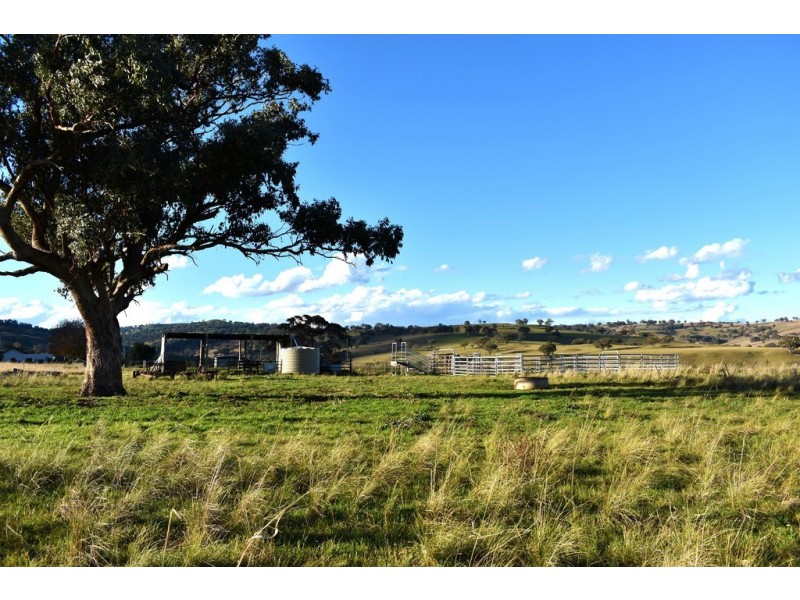 Collie Blue 841 Cassilis Road, Coolah NSW 2843
