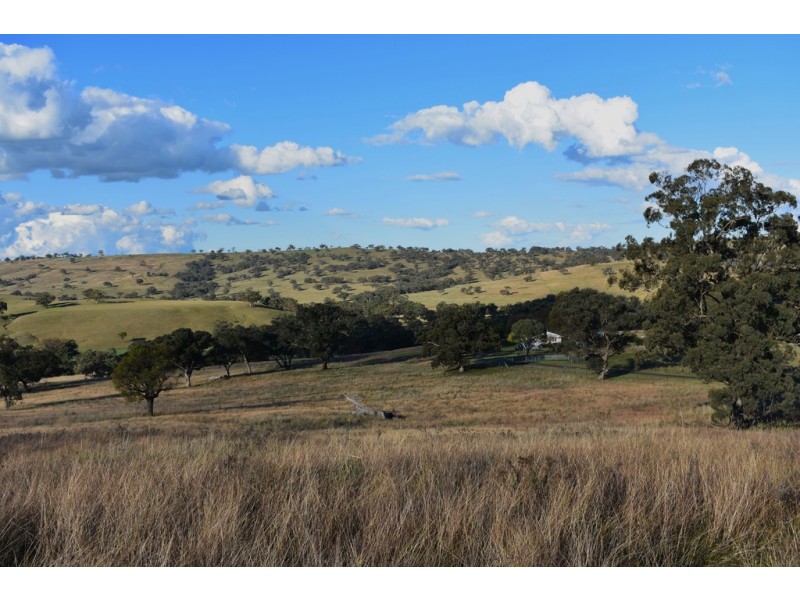 Collie Blue 841 Cassilis Road, Coolah NSW 2843