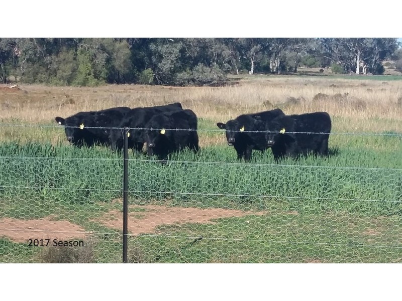 “Clairevale” 344 Digby Lane, Gunnedah NSW 2380