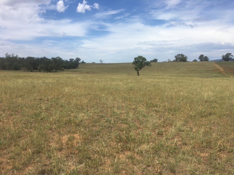 Wongawilli 796 Neible Road, Coolah NSW 2843