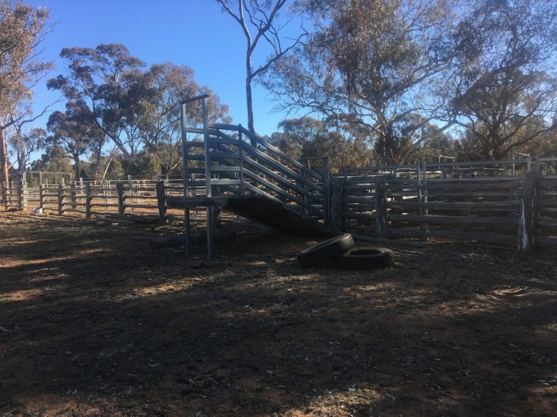 Wongawilli 796 Neible Road, Coolah NSW 2843