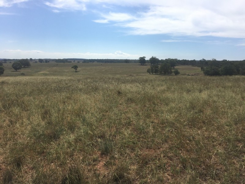 Wongawilli 796 Neible Road, Coolah NSW 2843