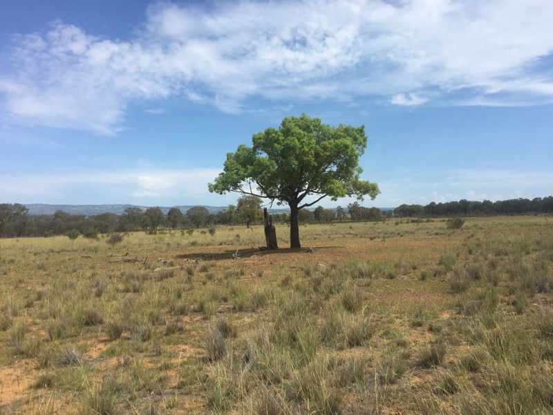Wongawilli 796 Neible Road, Coolah NSW 2843