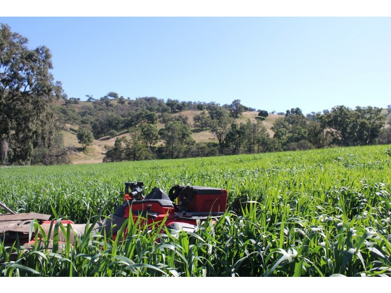 Oakdale 1479 Coolah Creek Road, Coolah NSW 2843