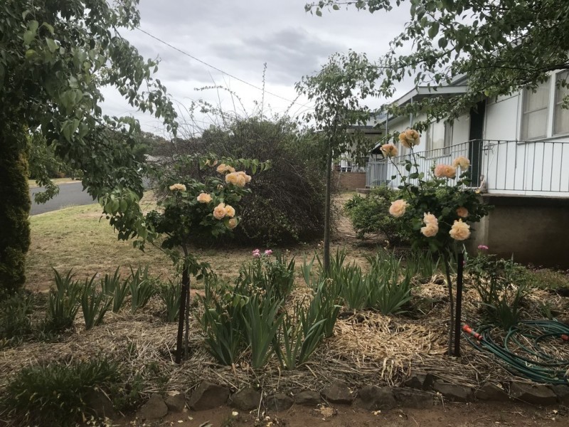 91 Booyamurra Street, Coolah NSW 2843