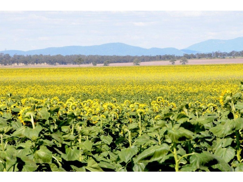 1622 Goran Lake Road, Curlewis NSW 2381