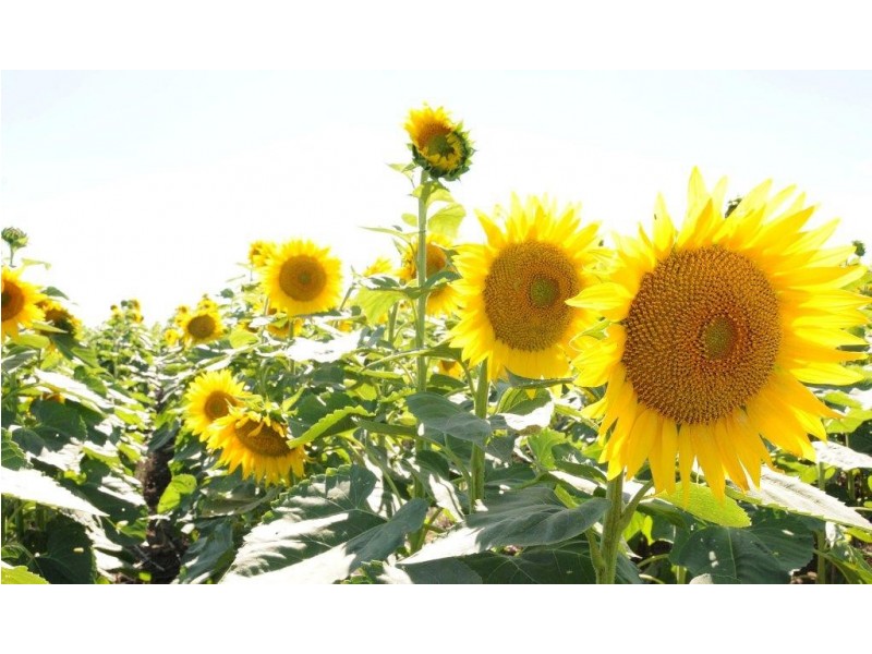 1622 Goran Lake Road, Curlewis NSW 2381