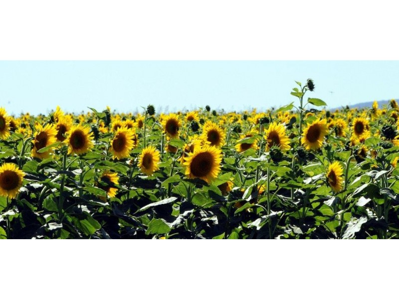 1622 Goran Lake Road, Curlewis NSW 2381