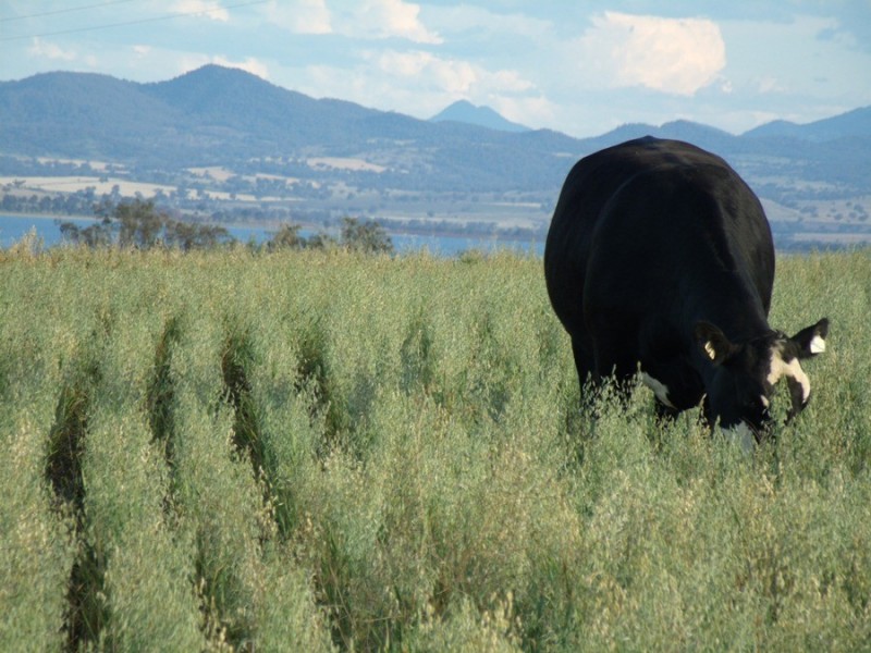 1204 Prairies Rd, Gunnedah NSW 2380