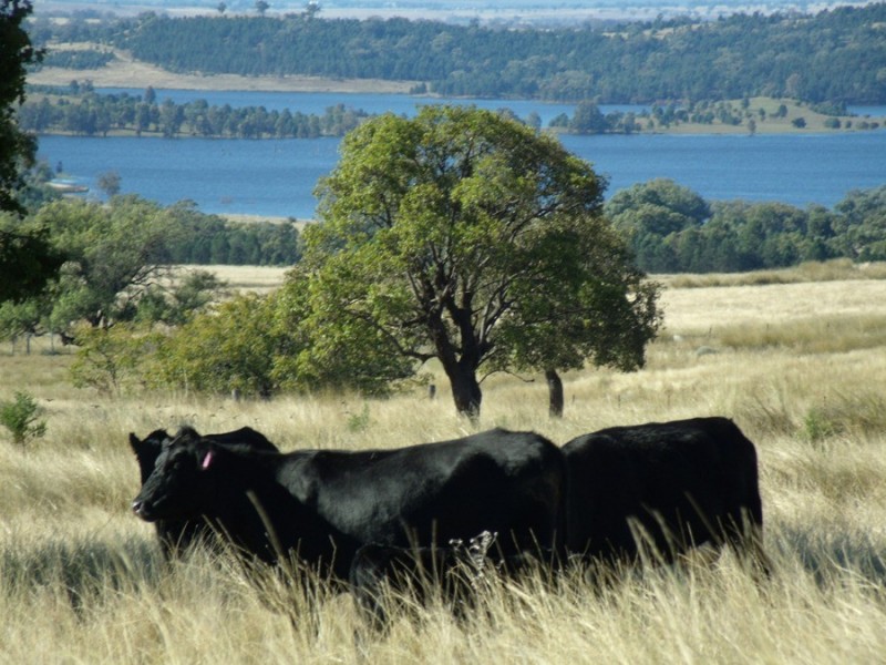 1204 Prairies Rd, Gunnedah NSW 2380