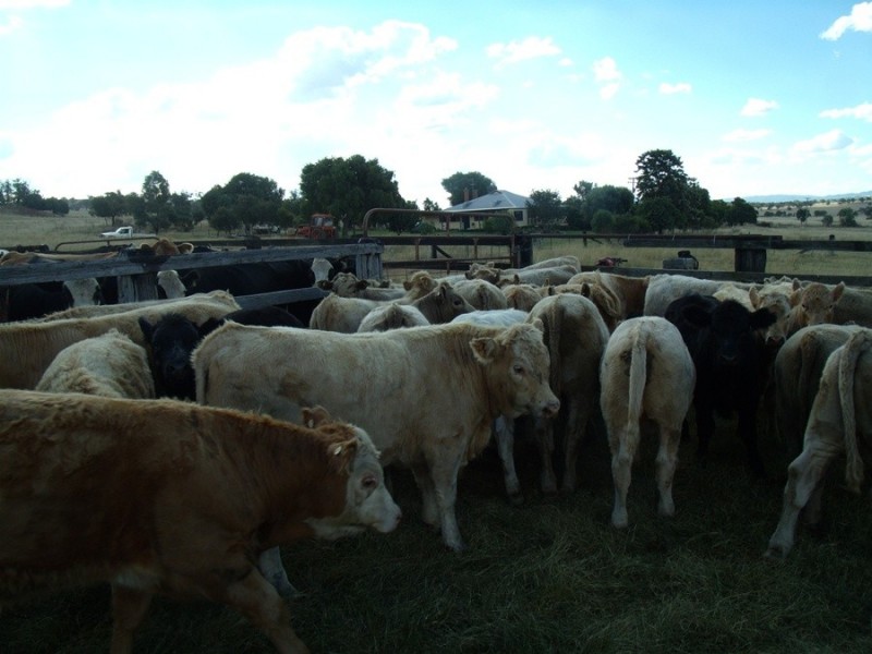 1204 Prairies Rd, Gunnedah NSW 2380