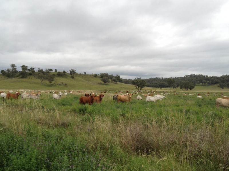 3019 Wyuna Road, Mullaley NSW 2379