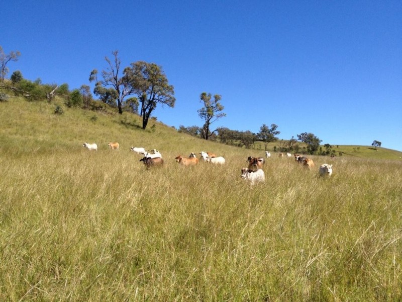 3019 Wyuna Road, Mullaley NSW 2379