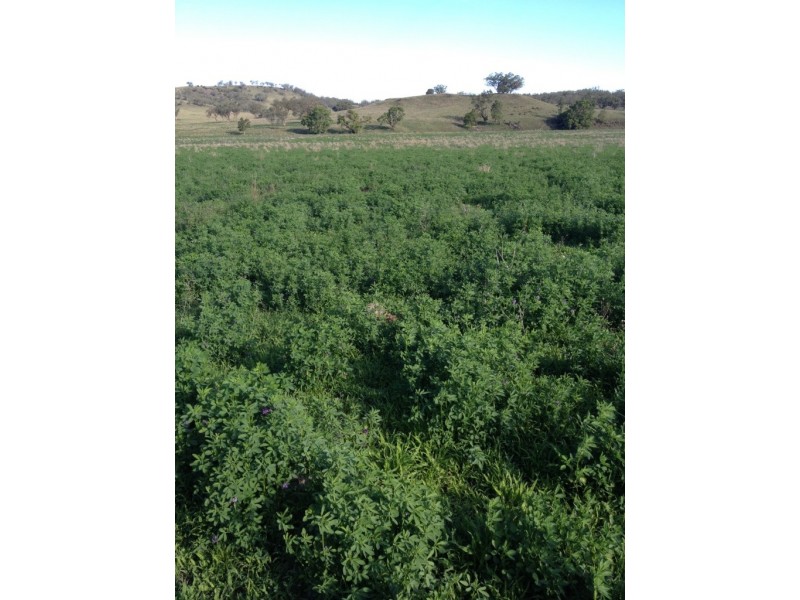 3019 Wyuna Road, Mullaley NSW 2379