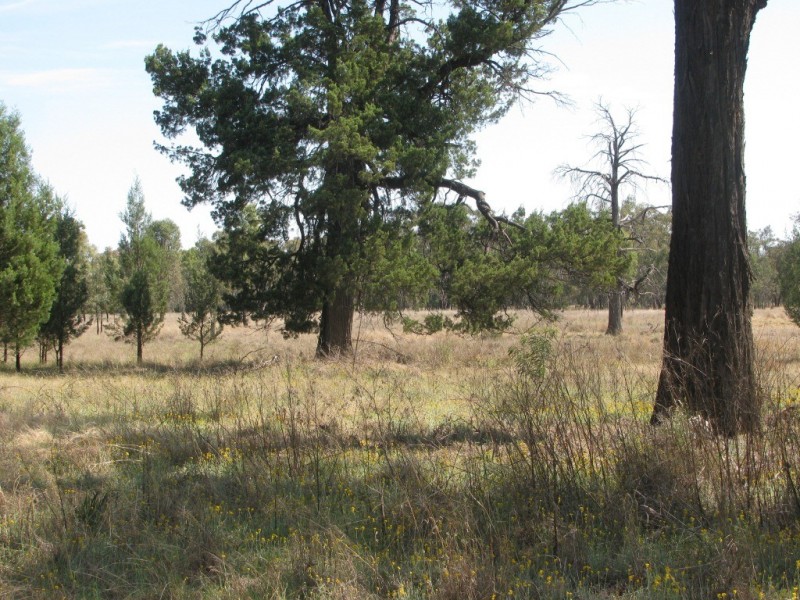 43 Werah Creek Road, Wee Waa NSW 2388