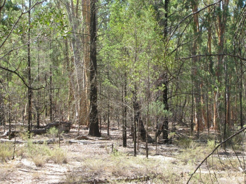 1401 Killarney Gap Road, Narrabri NSW 2390