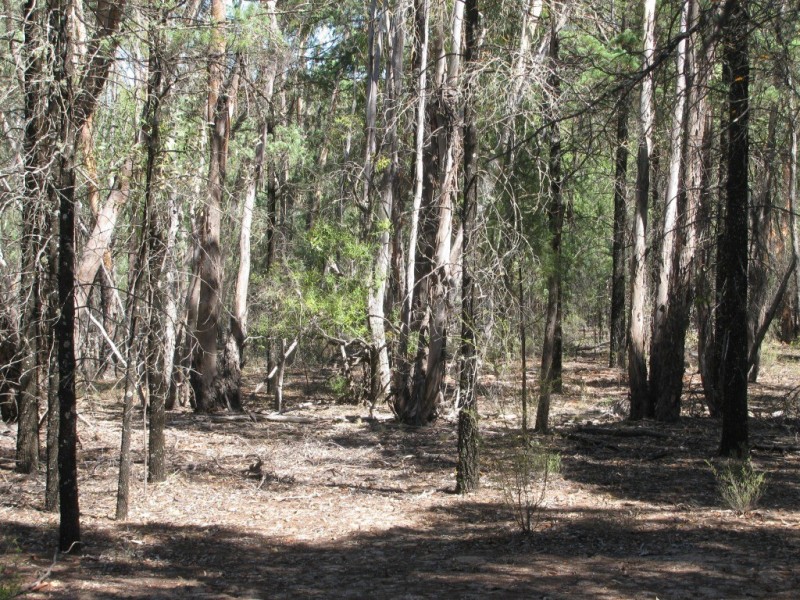 1401 Killarney Gap Road, Narrabri NSW 2390