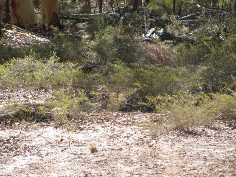 1401 Killarney Gap Road, Narrabri NSW 2390