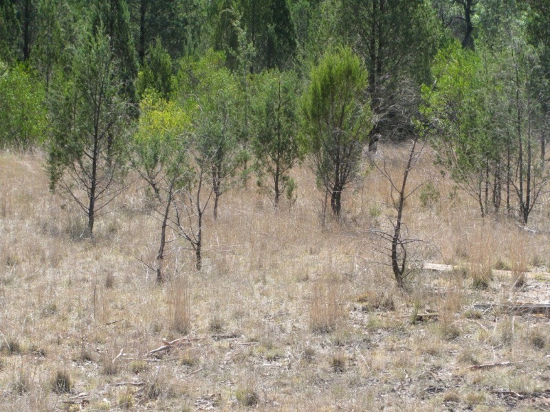 1401 Killarney Gap Road, Narrabri NSW 2390