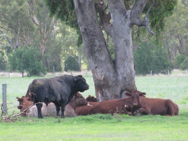 1688 Harparary Road, Boggabri NSW 2382