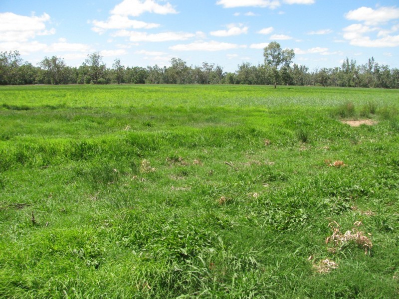 1688 Harparary Road, Boggabri NSW 2382