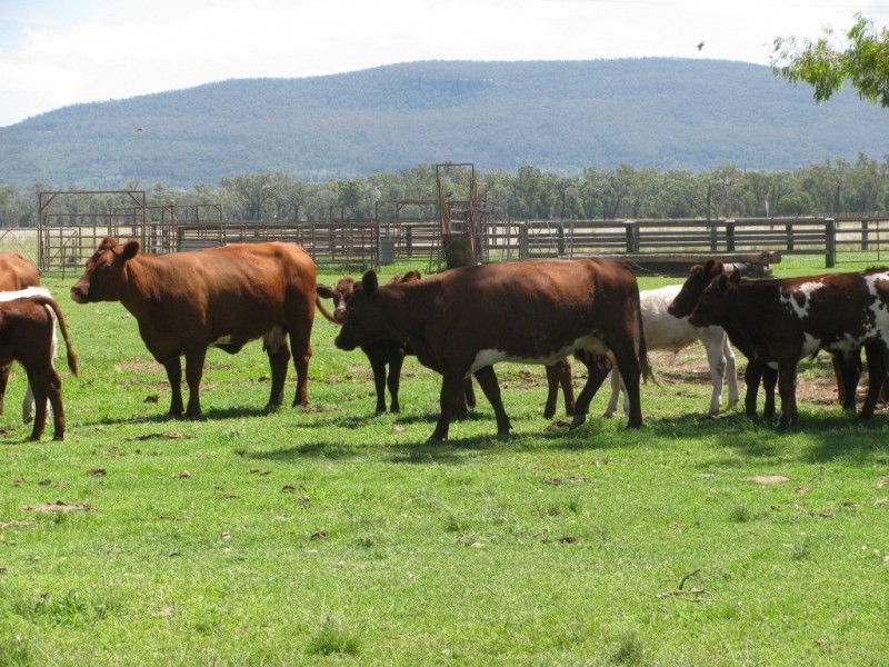 1688 Harparary Road, Boggabri NSW 2382