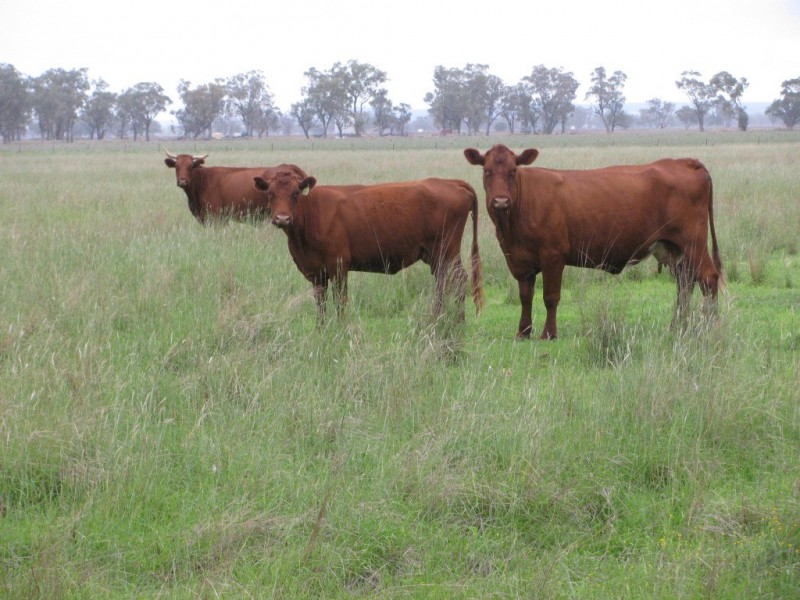 1688 Harparary Road, Boggabri NSW 2382