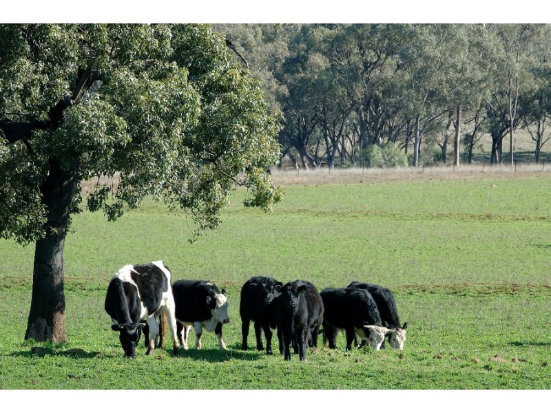 Leyburn Valley Estate Beeson Rd, Gunnedah NSW 2380