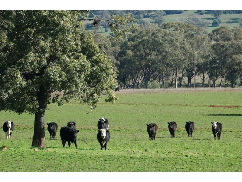 Leyburn Valley Estate Beeson Rd, Gunnedah NSW 2380