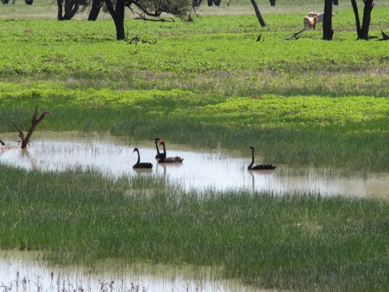 Glen Acre Aggregation, Walgett NSW 2832