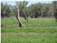 Glen Acre Aggregation, Walgett NSW 2832