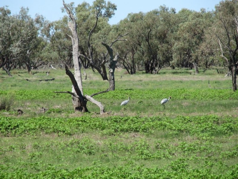 Glen Acre Aggregation, Walgett NSW 2832