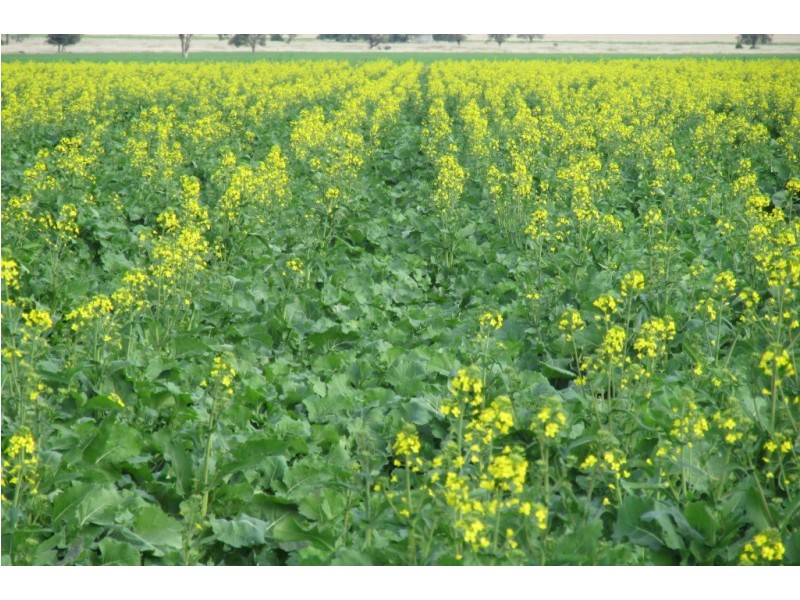 “Glencoe” Glencoe Road, Emerald Hill NSW 2380